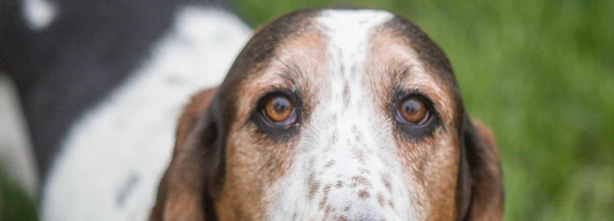 American Leopard Hound dans la nature