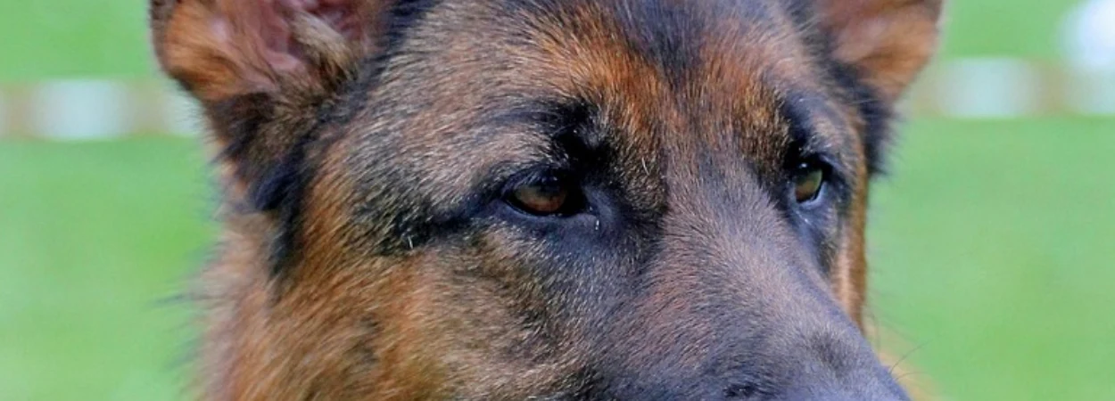 Berger Allemand dans la nature