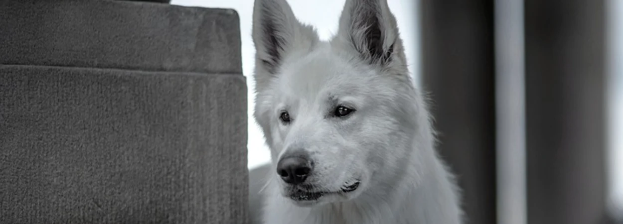 Berger Blanc Suisse dans la nature