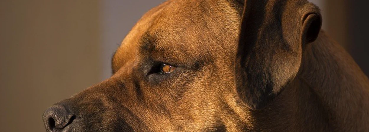 Boerboel dans la nature