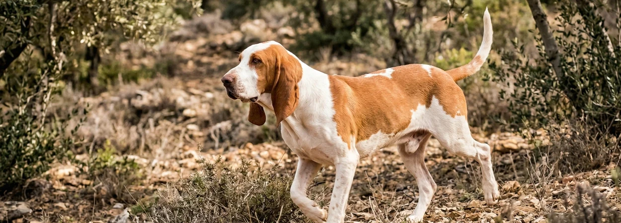 Chien Courant Espagnol dans la nature