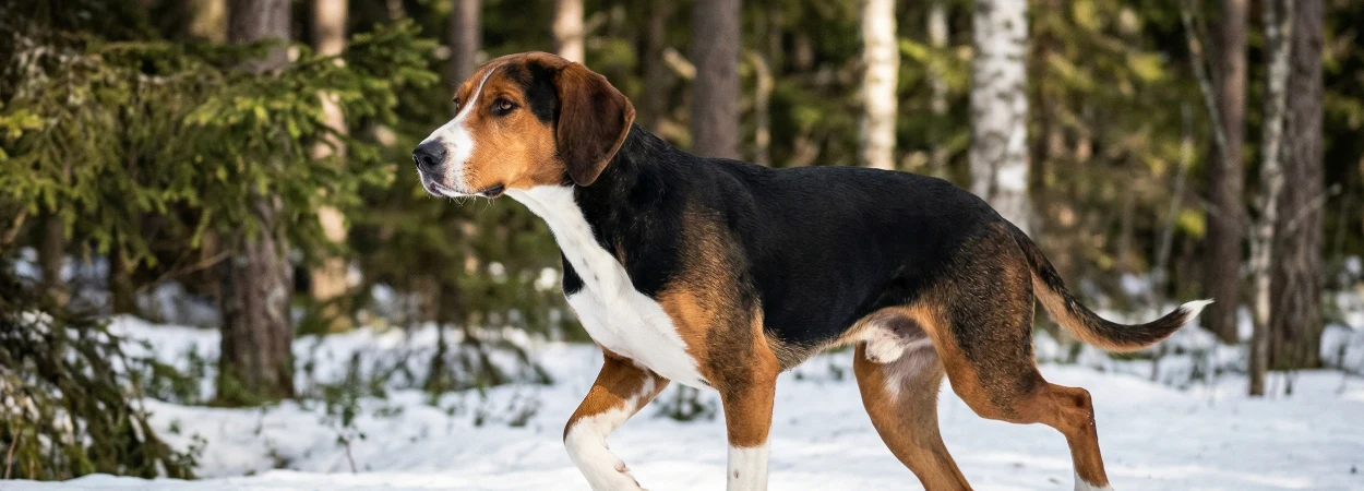 Chien Courant Finlandais dans la nature