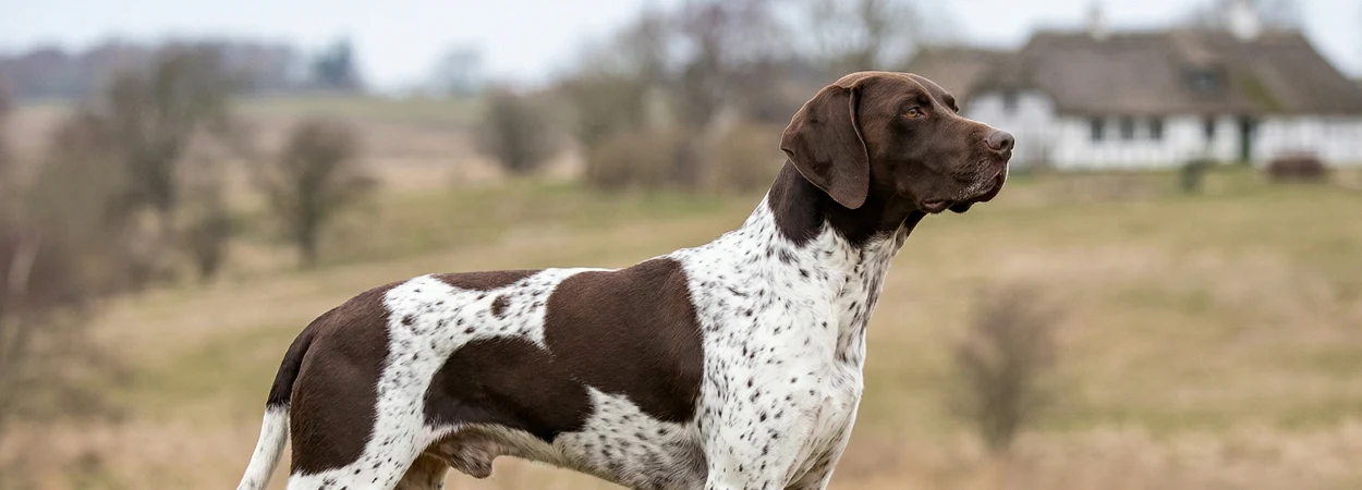 Chien d'Arrêt Danois Ancestral dans la nature