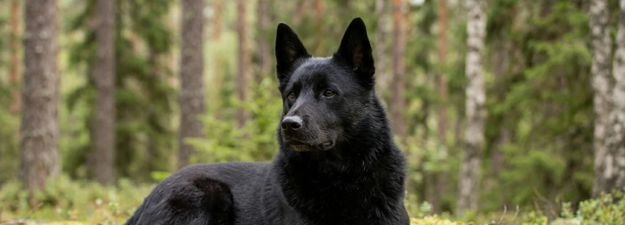 Chien d'Élan Norvégien Noir dans la nature