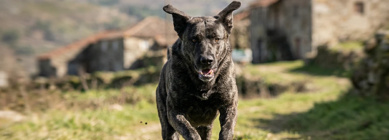 Chien de Castro Laboreiro dans la nature