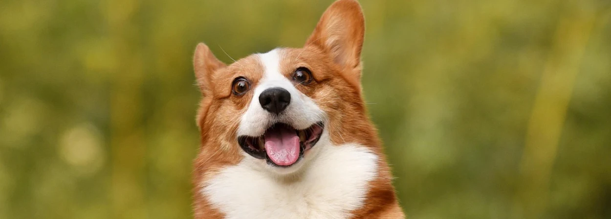 Corgi Pembroke dans la nature