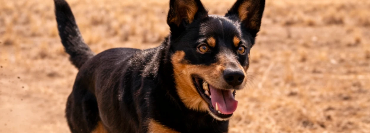 Kelpie Australien de Travail dans la nature