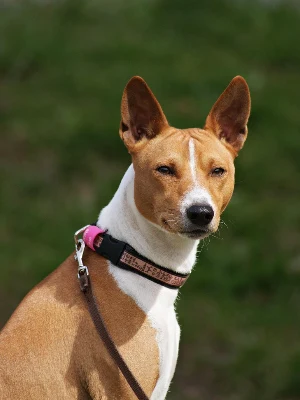 Basenji