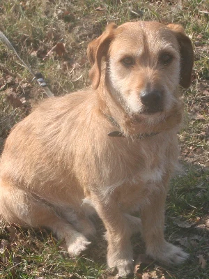 Basset Fauve de Bretagne