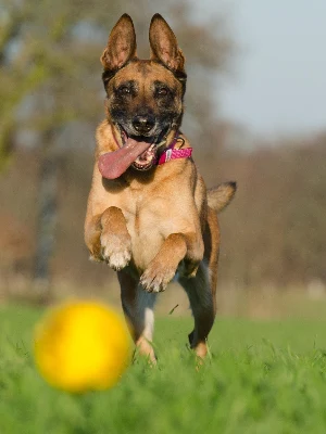 Berger Belge Malinois