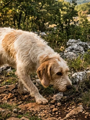 Chien Courant d'Istrie à Poil Dur