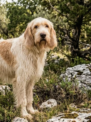 Chien Courant d'Istrie à Poil Ras