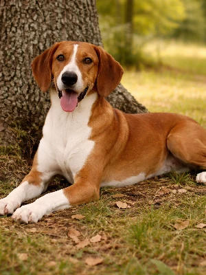 Chien Courant de Hygen
