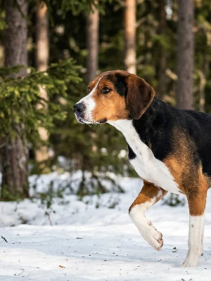 Chien Courant Finlandais
