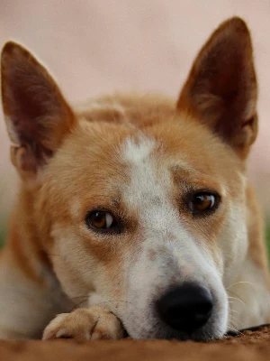 Chien de Canaan