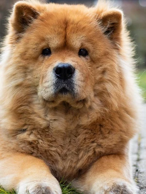 Chow-Chow