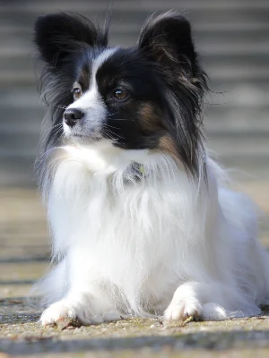 Épagneul Nain Continental - Papillon