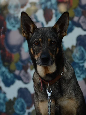 Kelpie Australien