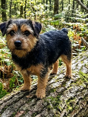 Norfolk Terrier