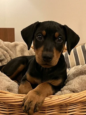 Pinscher Allemand