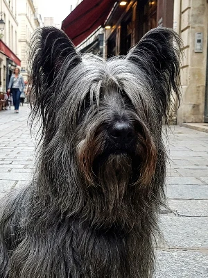 Skye Terrier