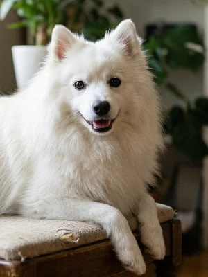 Spitz Japonais