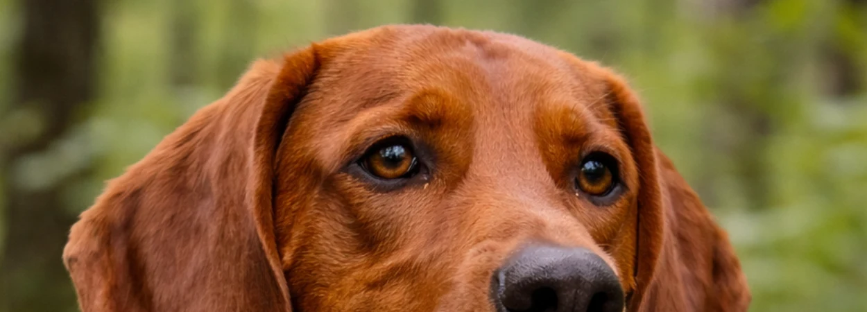 Redbone Coonhound dans la nature