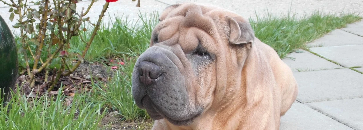 Shar Pei dans la nature
